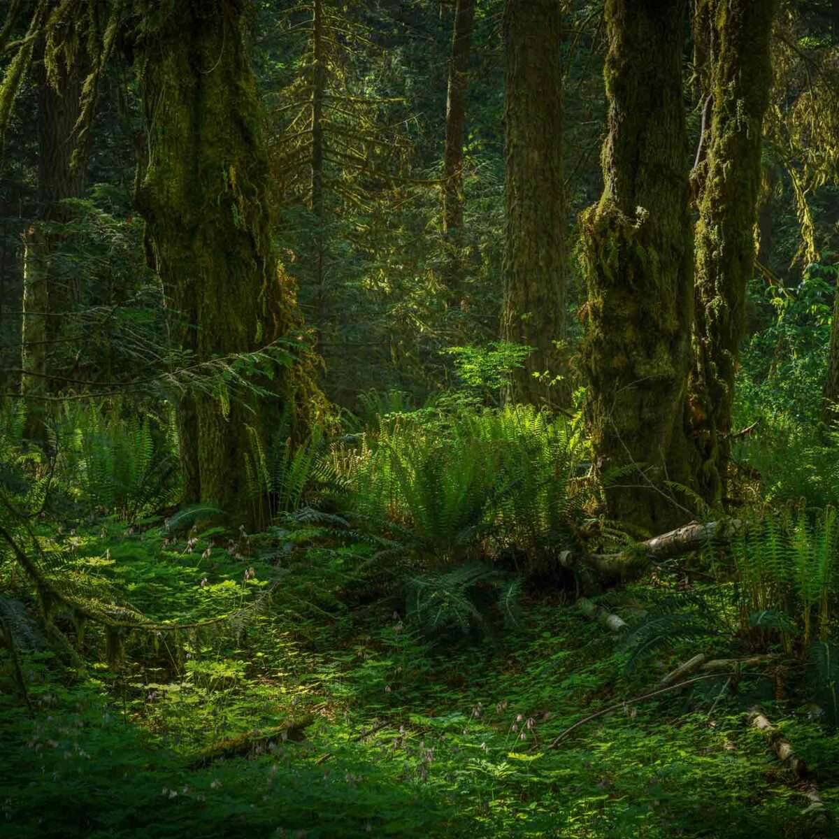 טפט צמחיה ירוקה ביער מכוסה עזוב