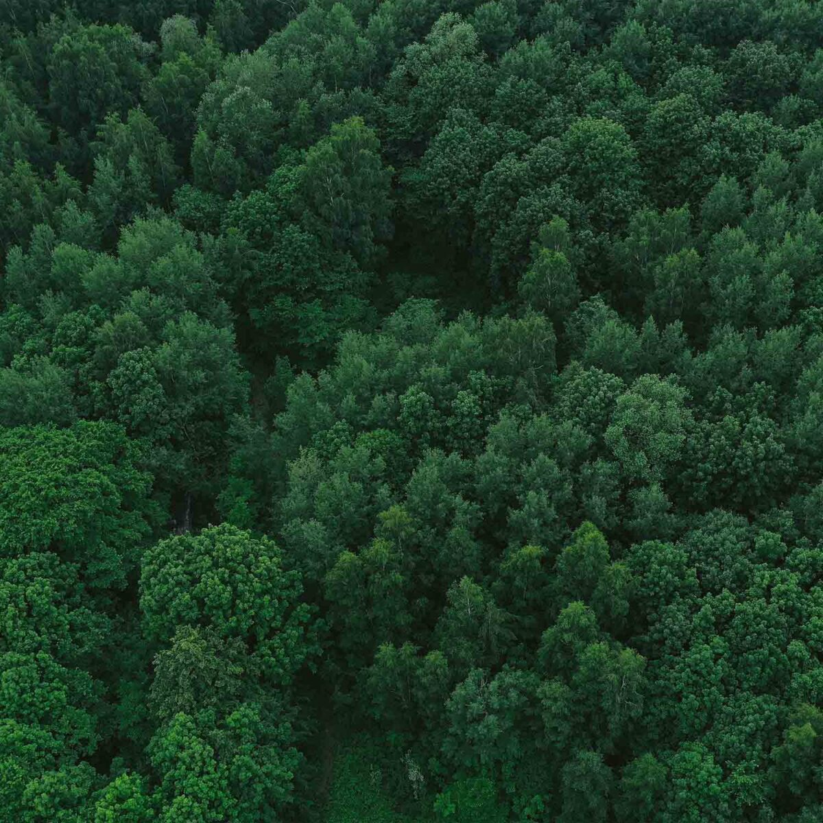טפט יער עבות במבט מלמעלה